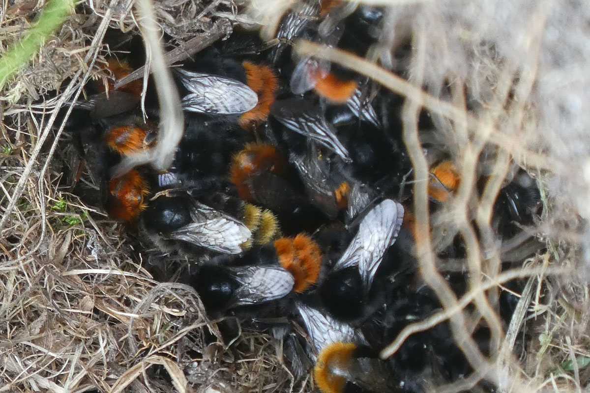 Blick in ein Nest der Steinhummel (Bombus lapidarius), (c) Inge Bartholomäus-Kaelcke/NABU-naturgucker.de
