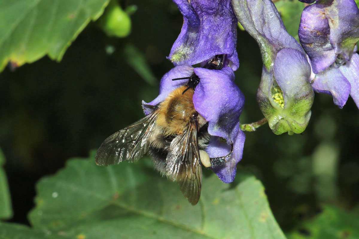 Eisenhut-Hummel (Bombus gerstaeckeri) an ihrer Nahrungspflanze, (c) Volkmar Nix/NABU-naturgucker.de