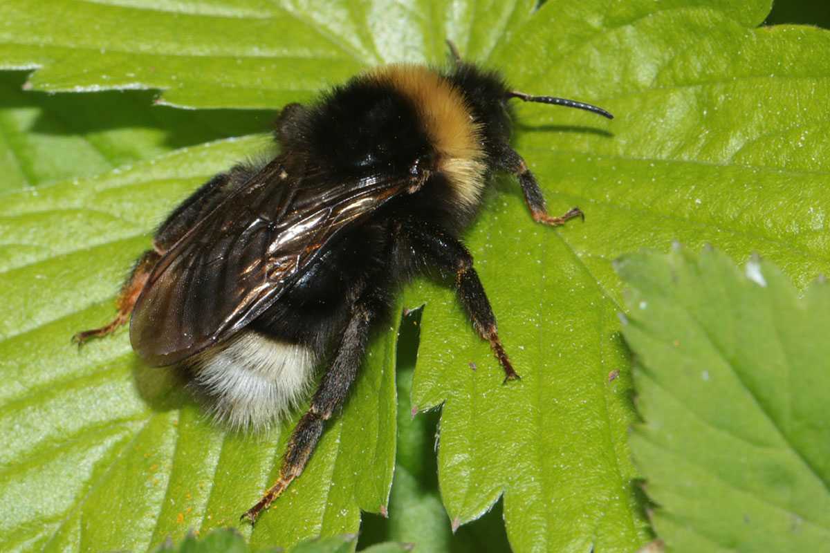 Böhmische Kuckuckshummel (Bombus bohemicus), (c) Volkmar Nix/NABU-naturgucker.de