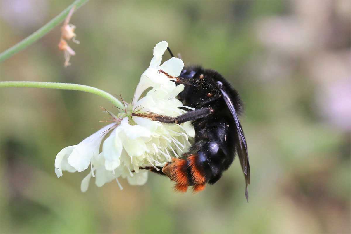 Rotschwarze Kuckuckshummel (Bombus rupestris), (c) Anne Walter/NABU-naturgucker.de
