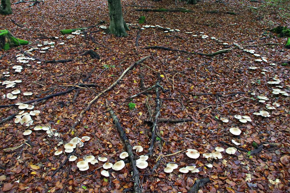 Hexenring des Nebelgrauen Trichterlings (Clitocybe nebularis), (c) Sebastian Max/NABU-naturgucker.de
