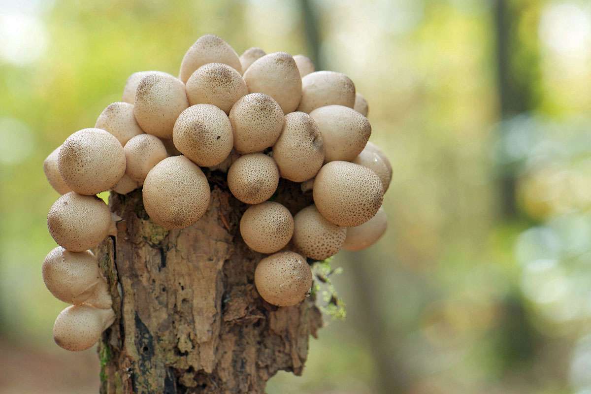 Birnen-Stäubling (Apioperdon pyriforme), (c) Ulrich Sach/NABU-naturgucker.de