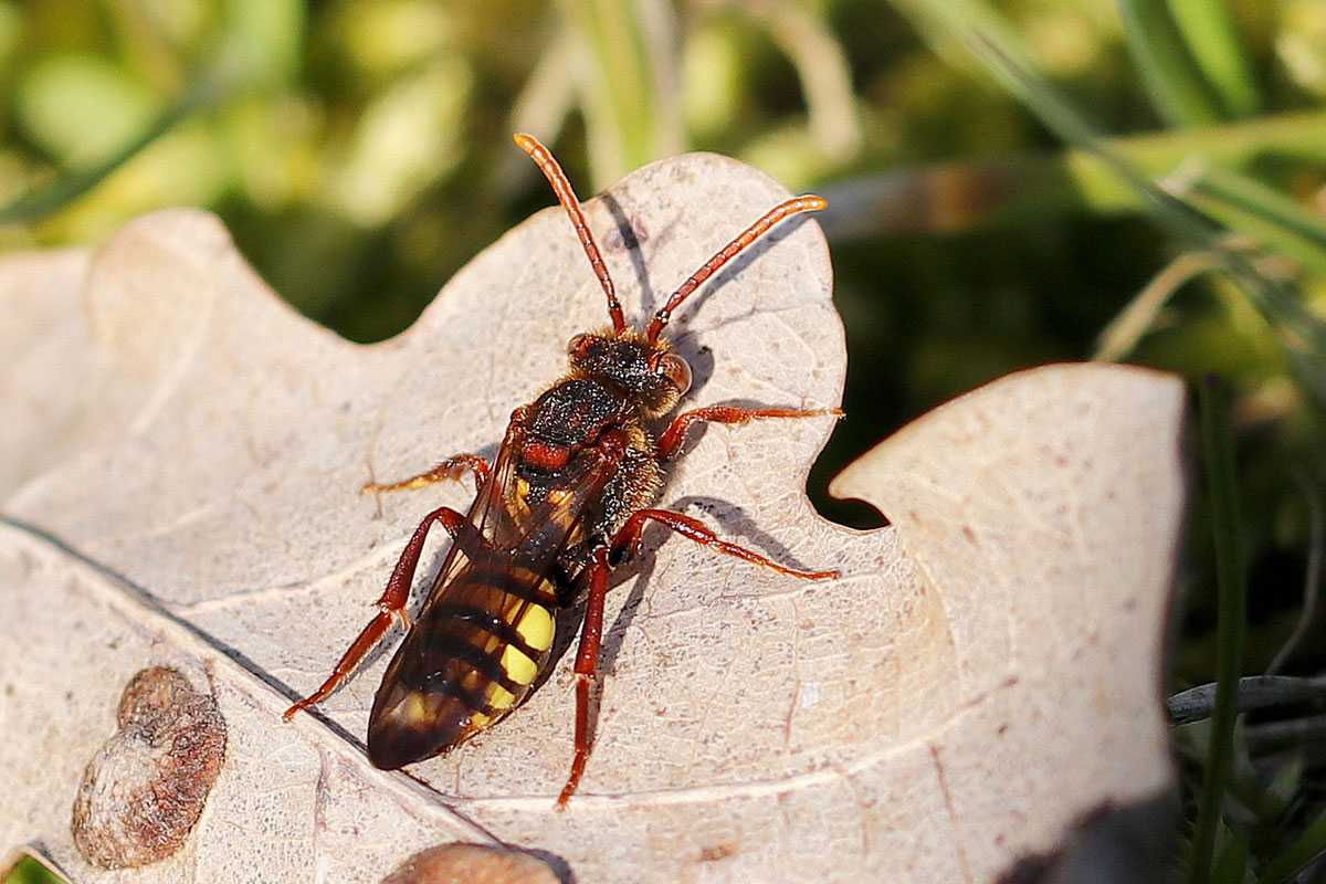 Breitgebänderte Wespenbiene (Nomada signata), (c) Ursula Spolders/NABU-naturgucker.de
