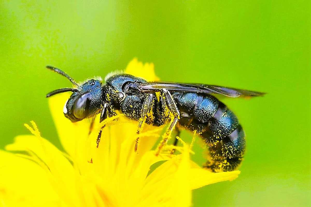Männliche Große Keulhornbiene (Ceratina chalybea), (c) Klaus Dühr/NABU-naturgucker.de