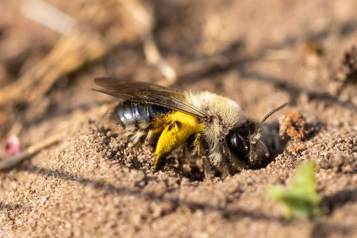 Weibliche Grauschwarze Weiden-Sandbiene (Andrena vaga) am Nest, (c) Jürgen Reichel/NABU-naturgucker.de