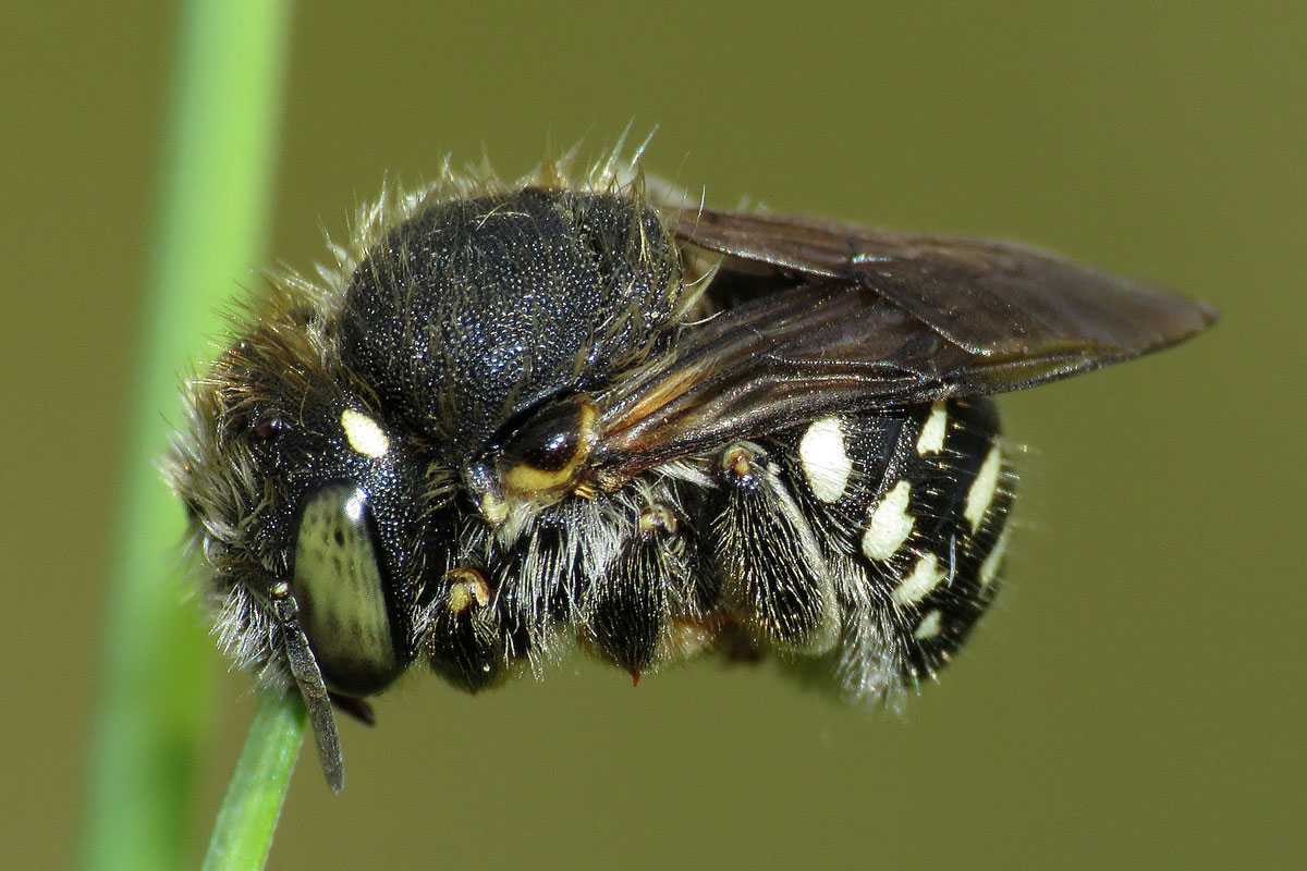 Ruhende Weißfleckige Wollbiene (Anthidium punctatum), (c) Gerwin Bärecke/NABU-naturgucker.de