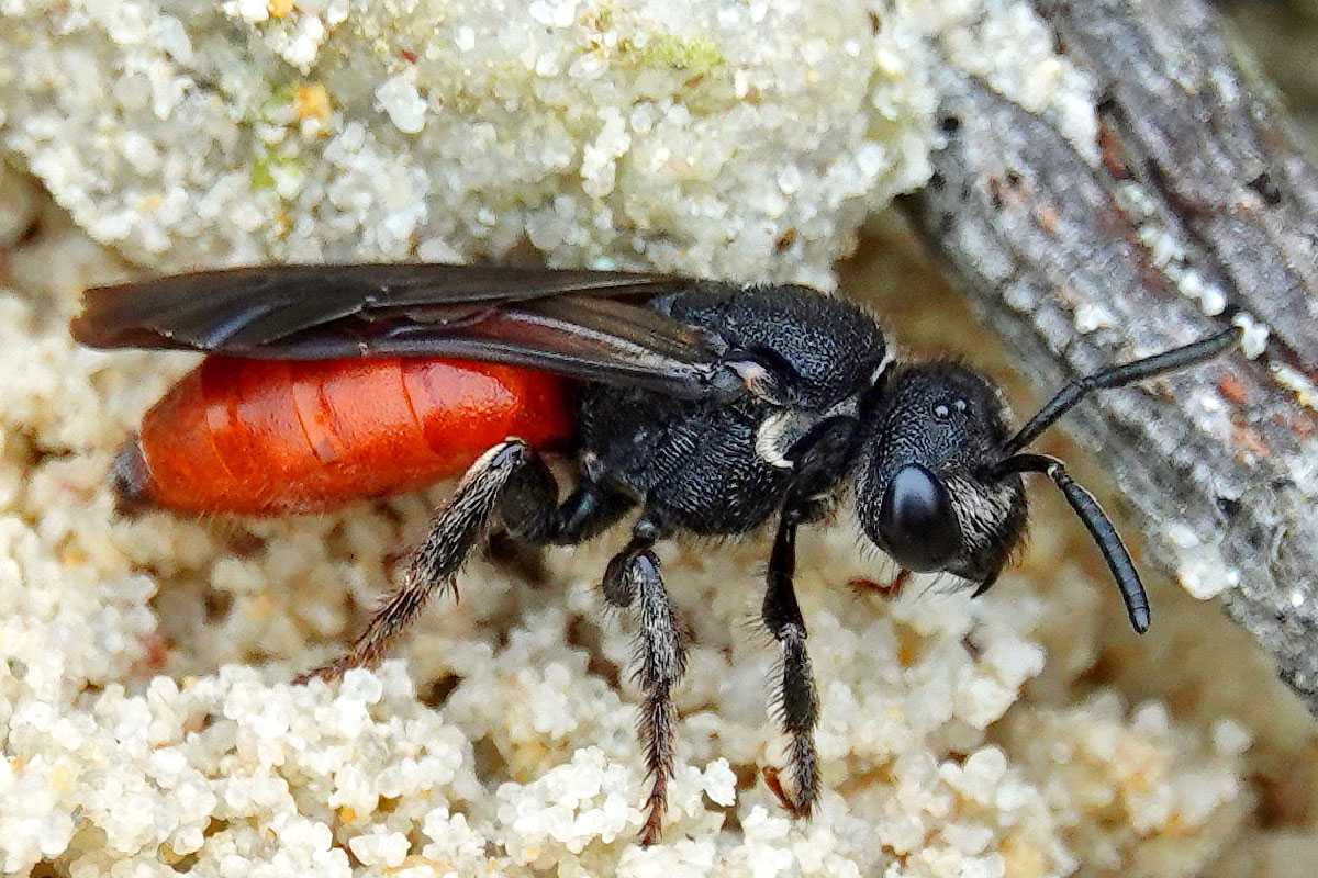 Bewohnt lockere Sandböden: Große Blutbiene (Sphecodes albilabris), (c) Jens Winter/NABU-naturgucker.de