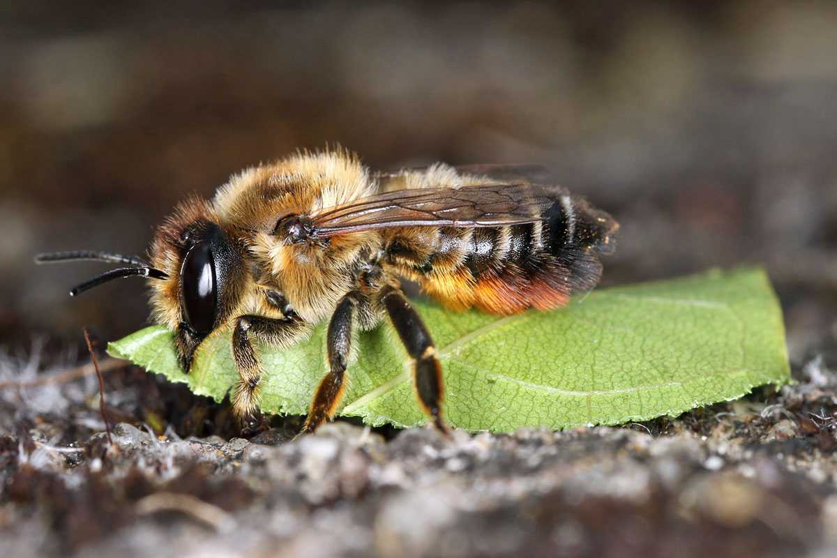 Weibliche Garten-Blattschneiderbiene (Megachile willughbiella), (c) Volkmar Nix/NABU-naturgucker.de