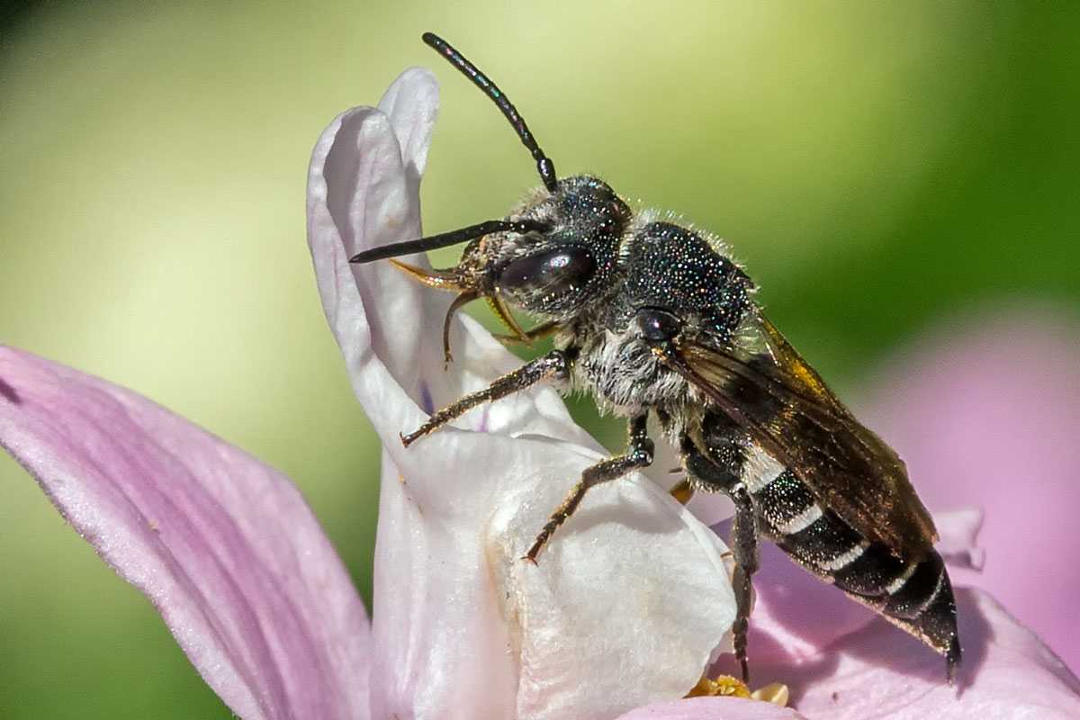 Weibliche Langschwanz-Kegelbiene (Coelioxys elongatus), (c) Hans Leunig/NABU-naturgucker.de