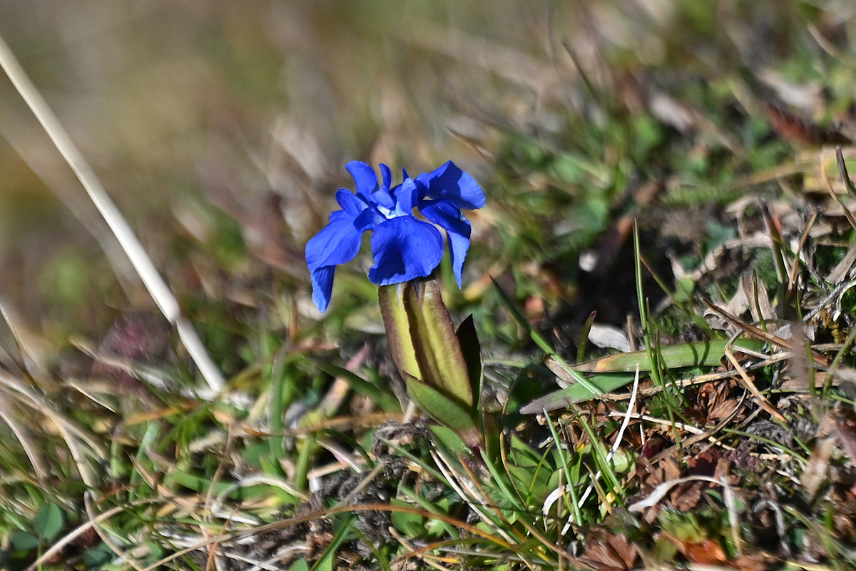Eine von 85 heute seltener vorkommenden Arten: Frühlings-Enzian, (c) Josef Alexander Wirth/NABU-naturgucker.de