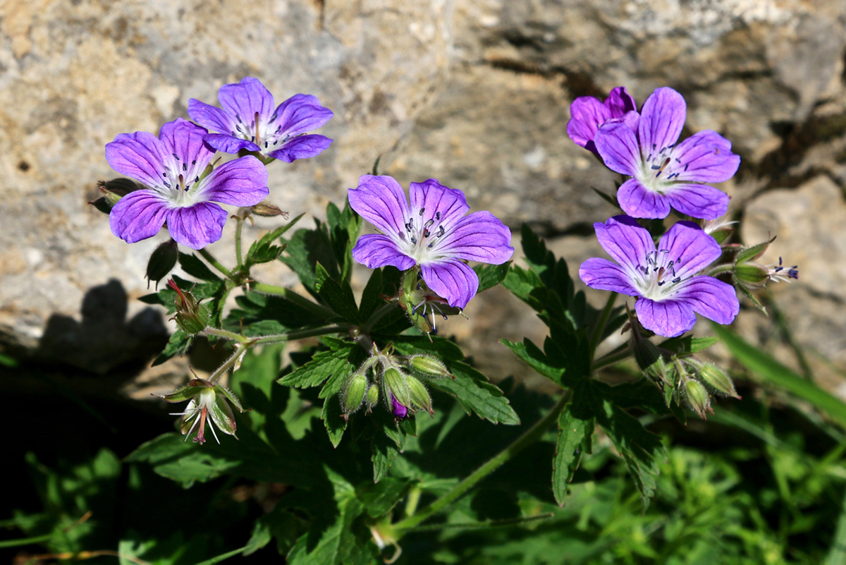 Eine von 14 heute häufiger vorkommenden Arten: Wald-Storchschnabel, (c) Wolfgang Patczowsky/NABU-naturgucker.de