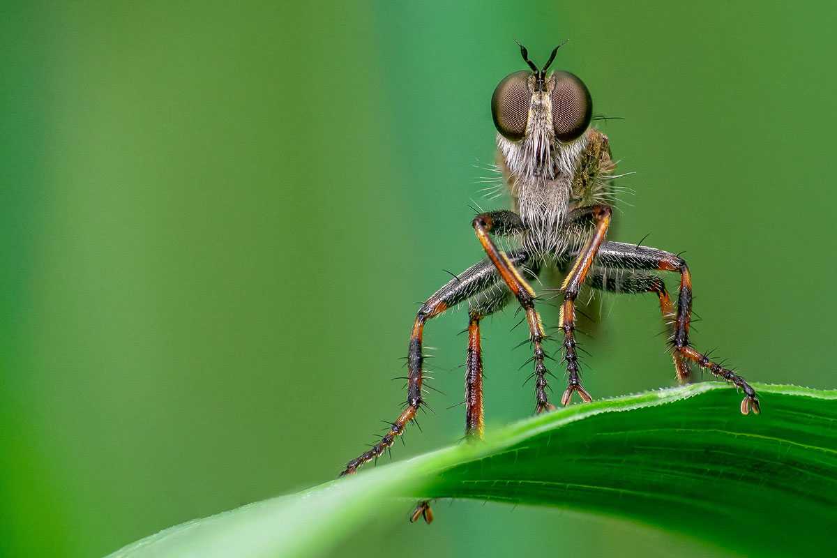 Burschen-Raubfliege (Tolmerus cingulatus), (c) Christian Stepf/NABU-naturgucker.de