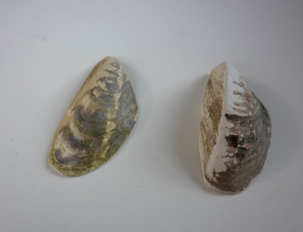 Quagga-Muschel (li) und Wandermuschel (re) im Vergleich, (c) Gerhard Eppler/NABU-naturgucker.de