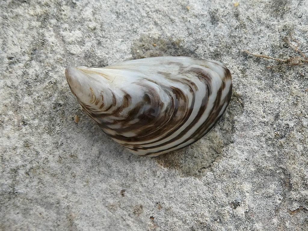 Quagga-Muschel am Bodensee, (c) Ina Siebert/NABU-naturgucker.de