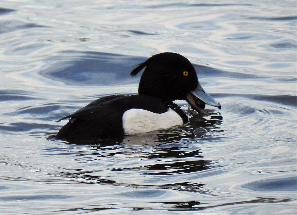 Reiherente frisst eine Muschel, (c) Sonja Klein/NABU-naturgucker.de