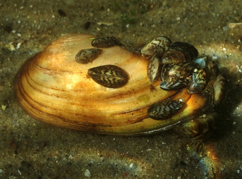 Wandermuscheln auf einer Malermuschel, (c) Chris Engelhardt/NABU-naturgucker.de