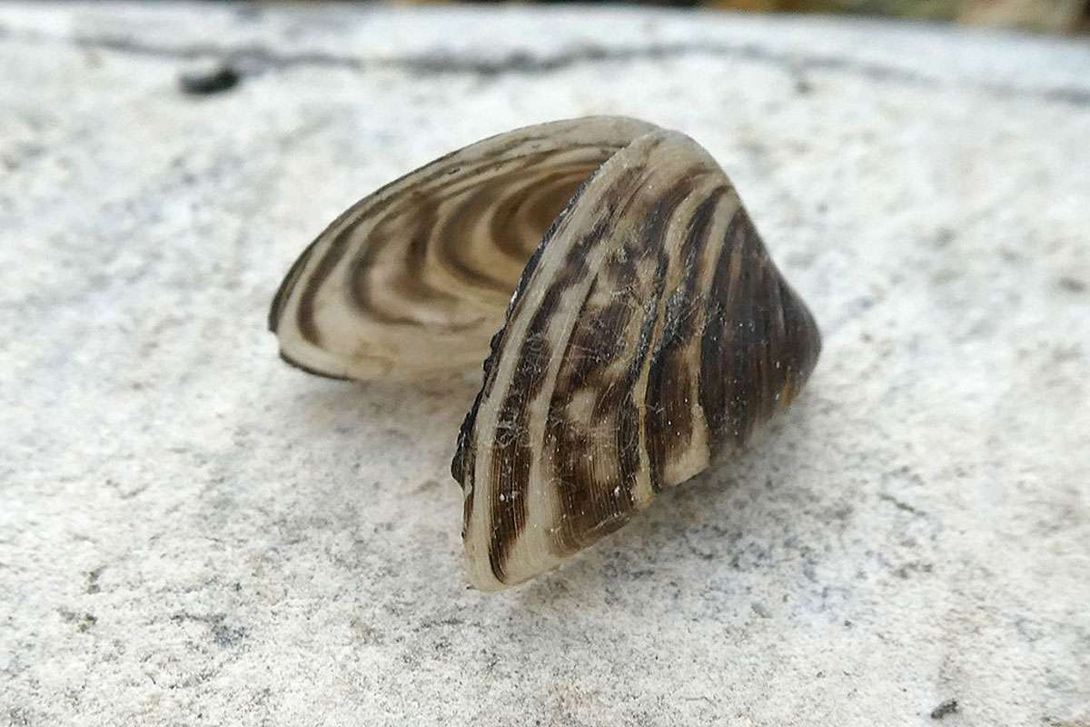 Quagga-Muschel, (c) Ina Siebert/NABU-naturgucker.de