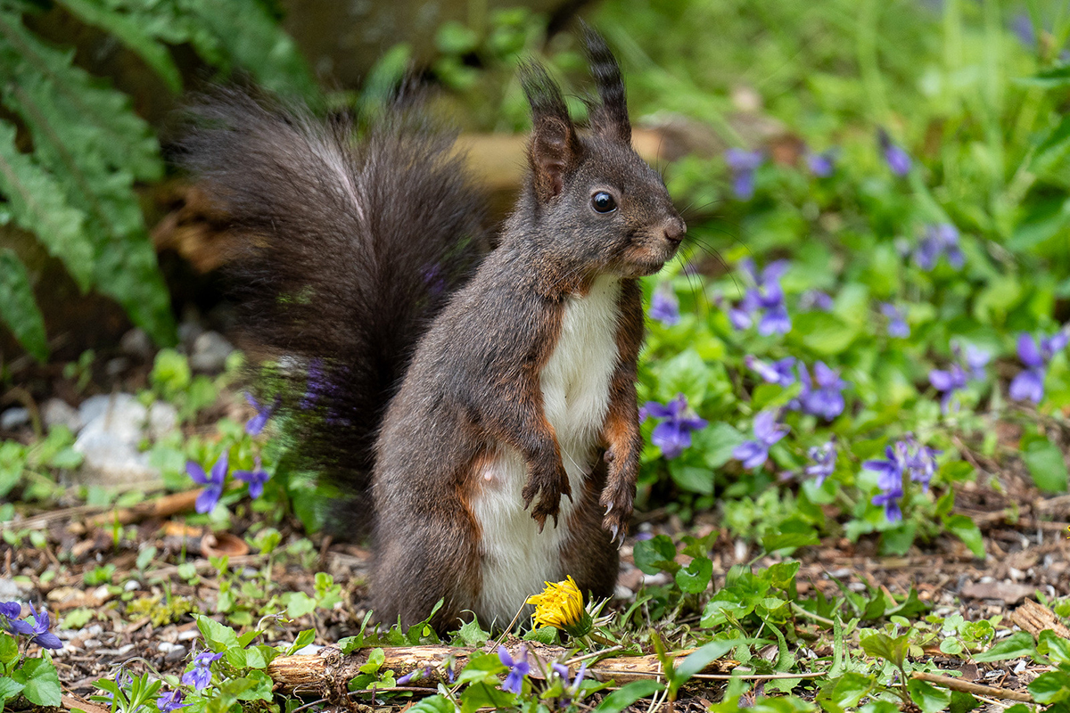 Eichhörnchen am Boden, (c) Birgit Schmidt/NABU-naturgucker.de