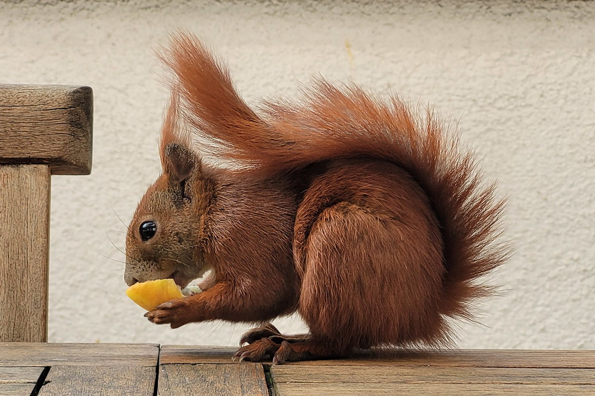 Eichhörnchen in Berlin, (c) Monika Hasry/NABU-naturgucker.de