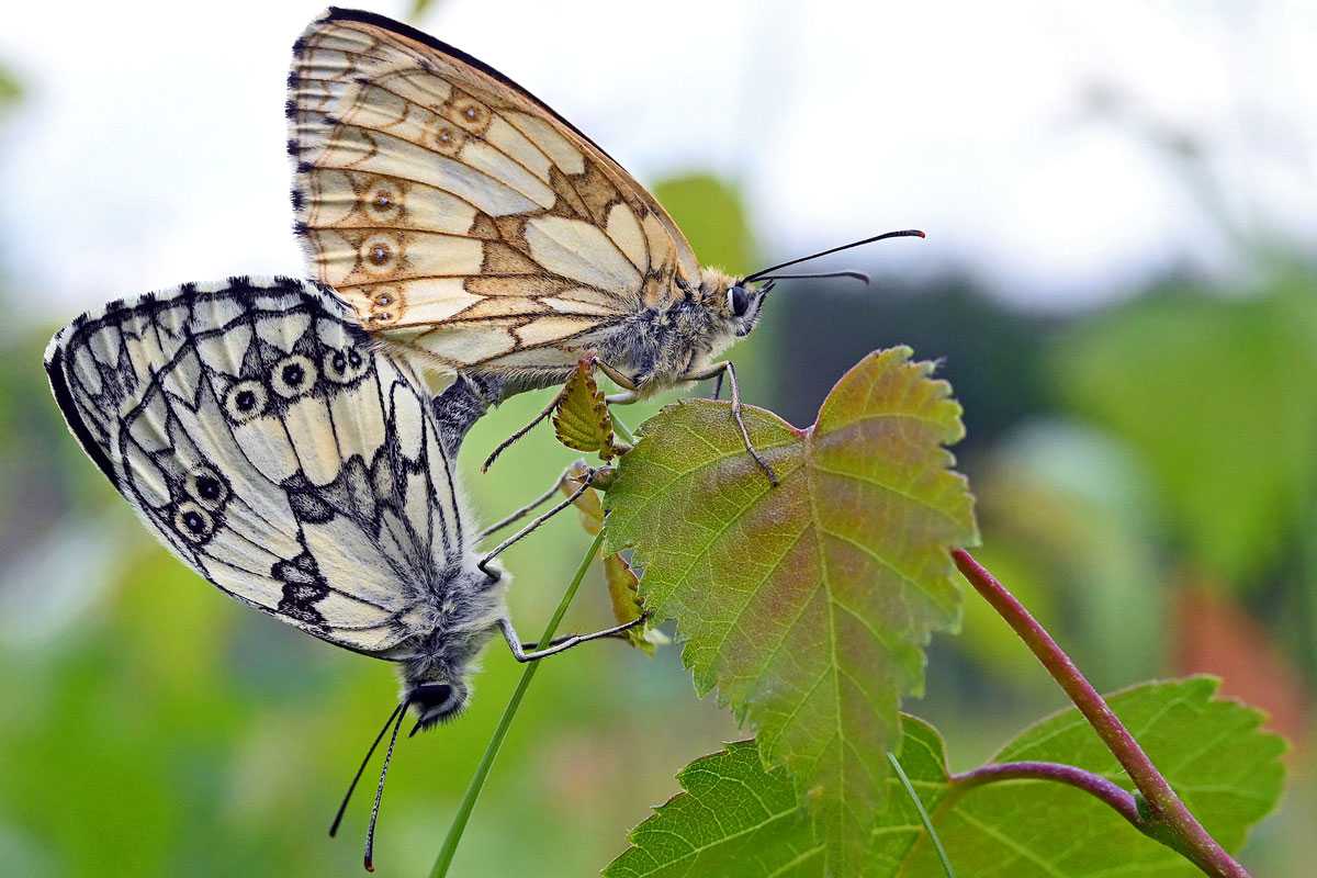 Schachbrett (Melanargia galathea) – eine Paarung, (c) Hans Schwarting/NABU-naturgucker.de
