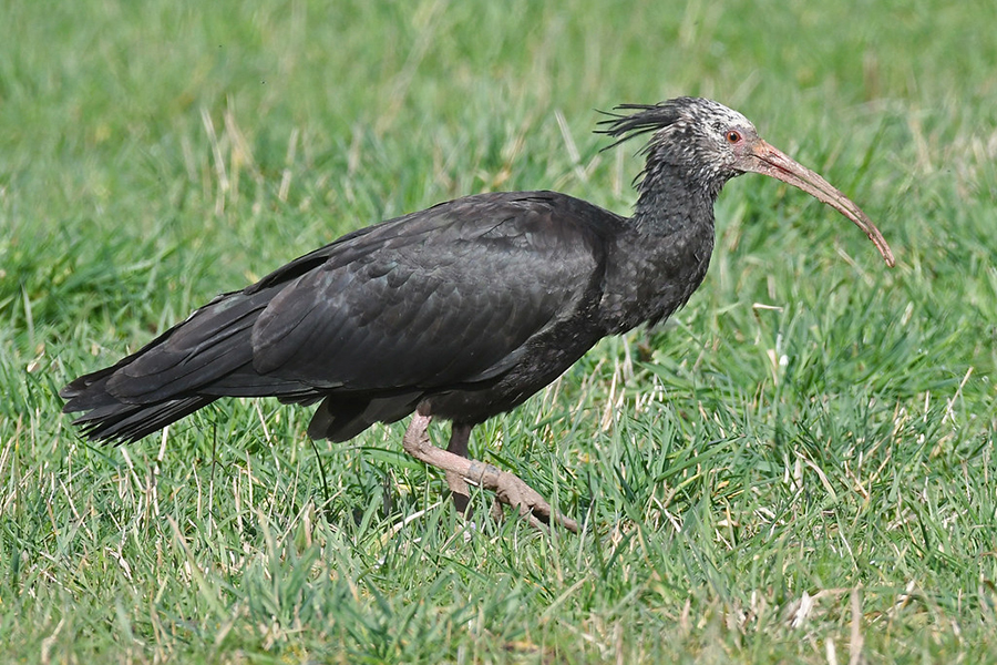 Waldrapp Kassiopeia am 26. Februar 2022 in Heidelberg, (c) Harald Bott/NABU-naturgucker.de
