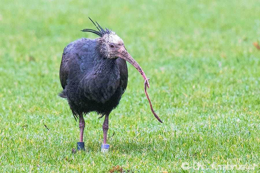 Waldrapp Kassiopeia am 2. Februar 2022  in Heilbronn, (c) Christoph Armbruster/NABU-naturgucker.de