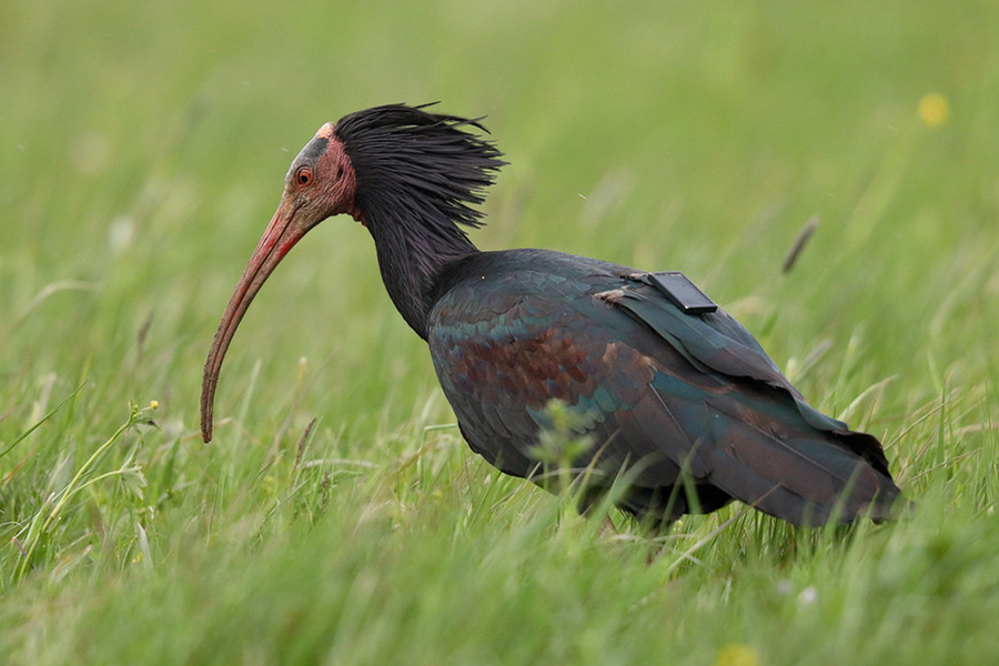 Waldrapp mit Sender am 4. Mai 2021 in Baden-Württemberg, (c) Rainer Armbruster/NABU-naturgucker.de