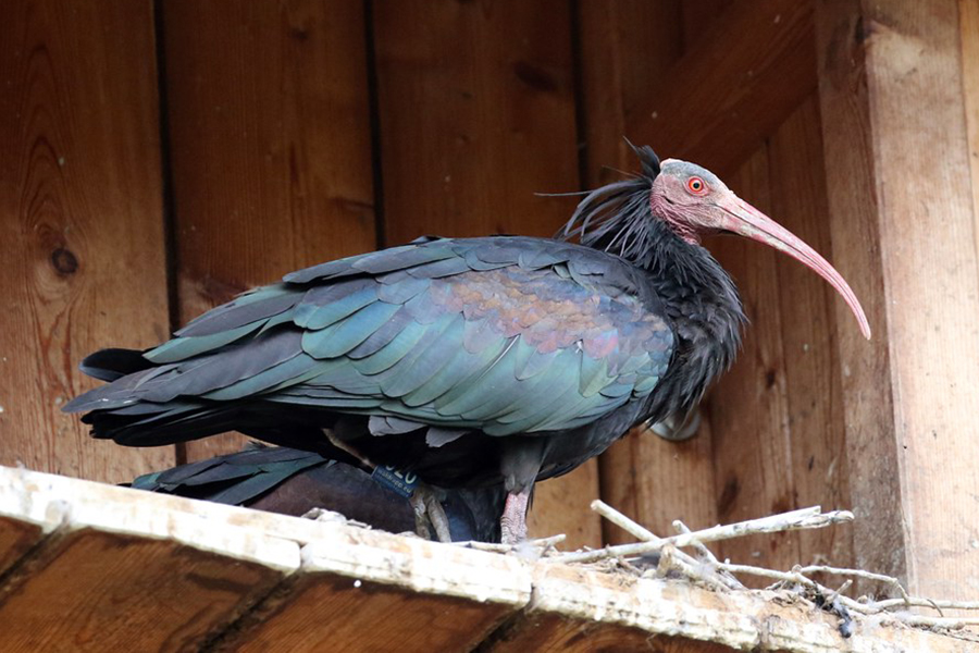 Waldrapp am 18. Juli 2018 im Brutgebiet Burghausen in Bayern, (c) Peter und Birgit Schaffner/NABU-naturgucker.de