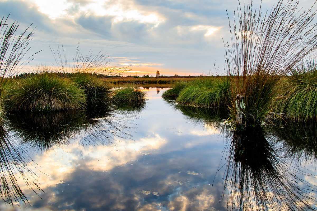 Hochmoor im Hohen Venn in Belgien, (c) herbert2512/Pixabay