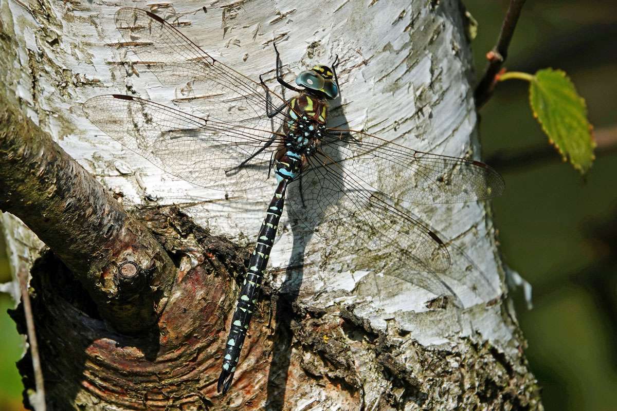 Hochmoor-Mosaikjungfer (Aeshna subarctica), (c) Jens Winter/NABU-naturgucker.de