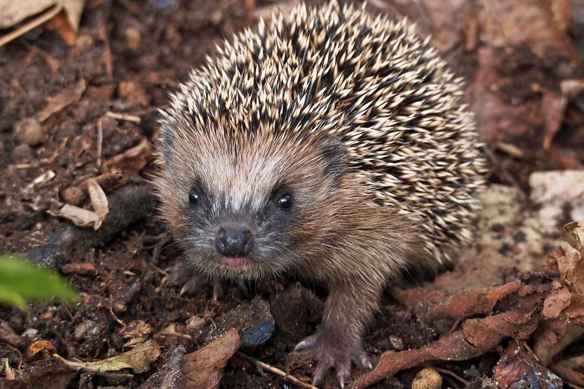 Westeuropäischer Igel (Erinaceus europaeus), (c) Michael Benteler/NABU-naturgucker.de