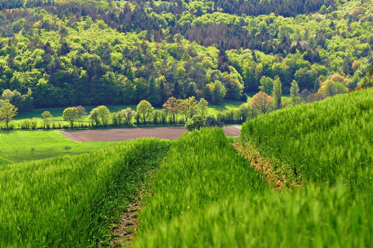 Feldflur in hügeliger Landschaft, (c) Gabi/Pixabay