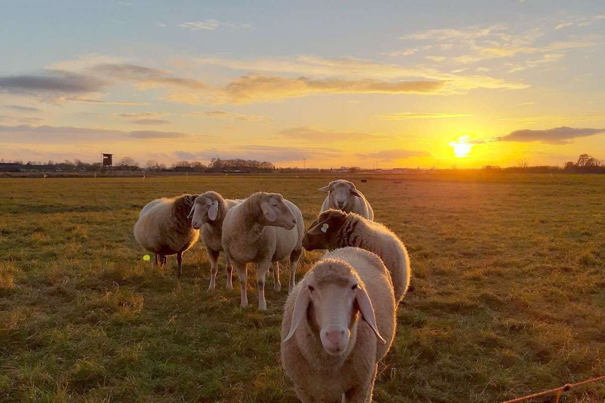 Hausschafe (Ovis gmelini subsp. aries), (c) Martina Walter/NABU-naturgucker.de