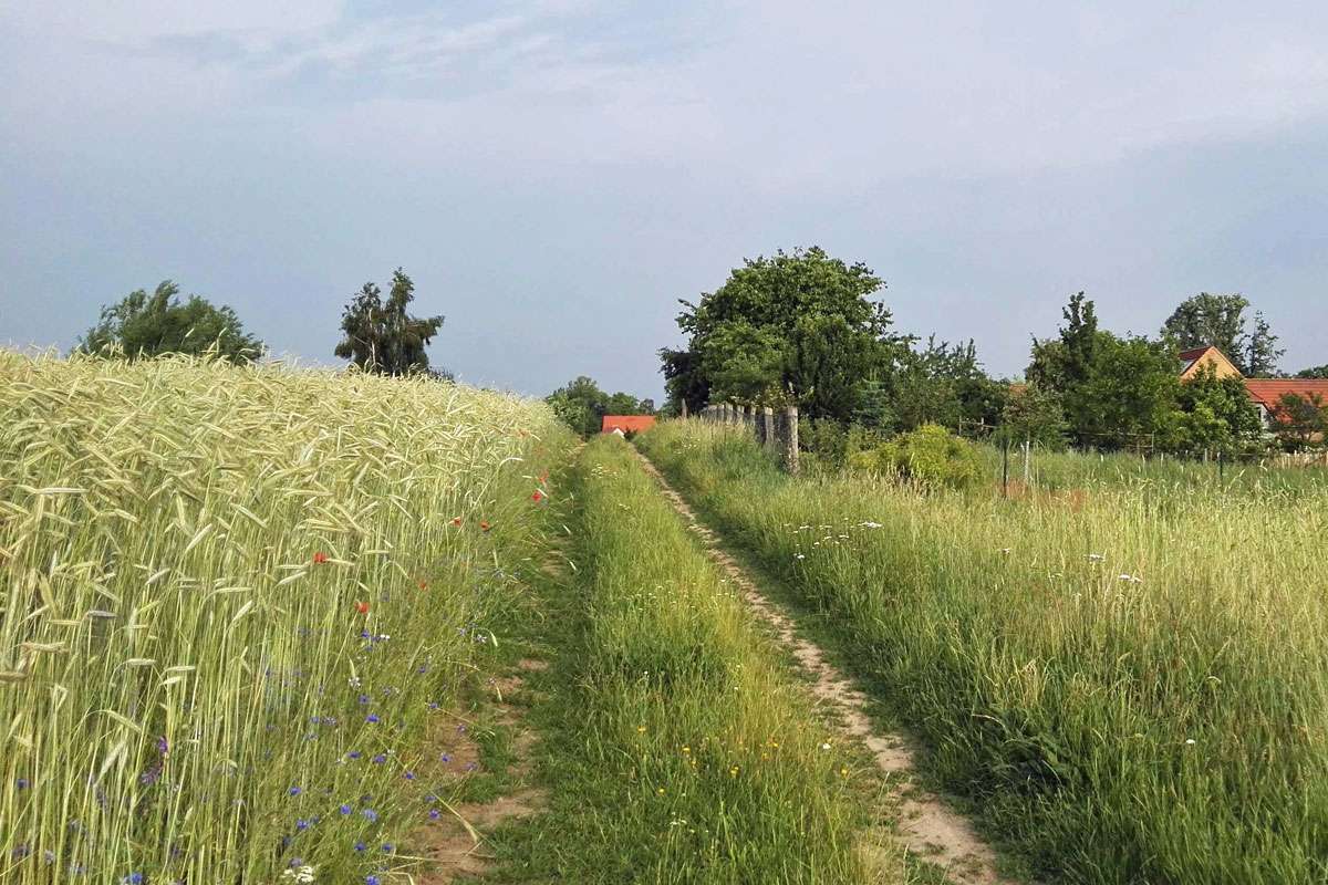 Feldweg im Ökodorf Brodowin, (c) Gaby Schulemann-Maier/NABU-naturgucker.de
