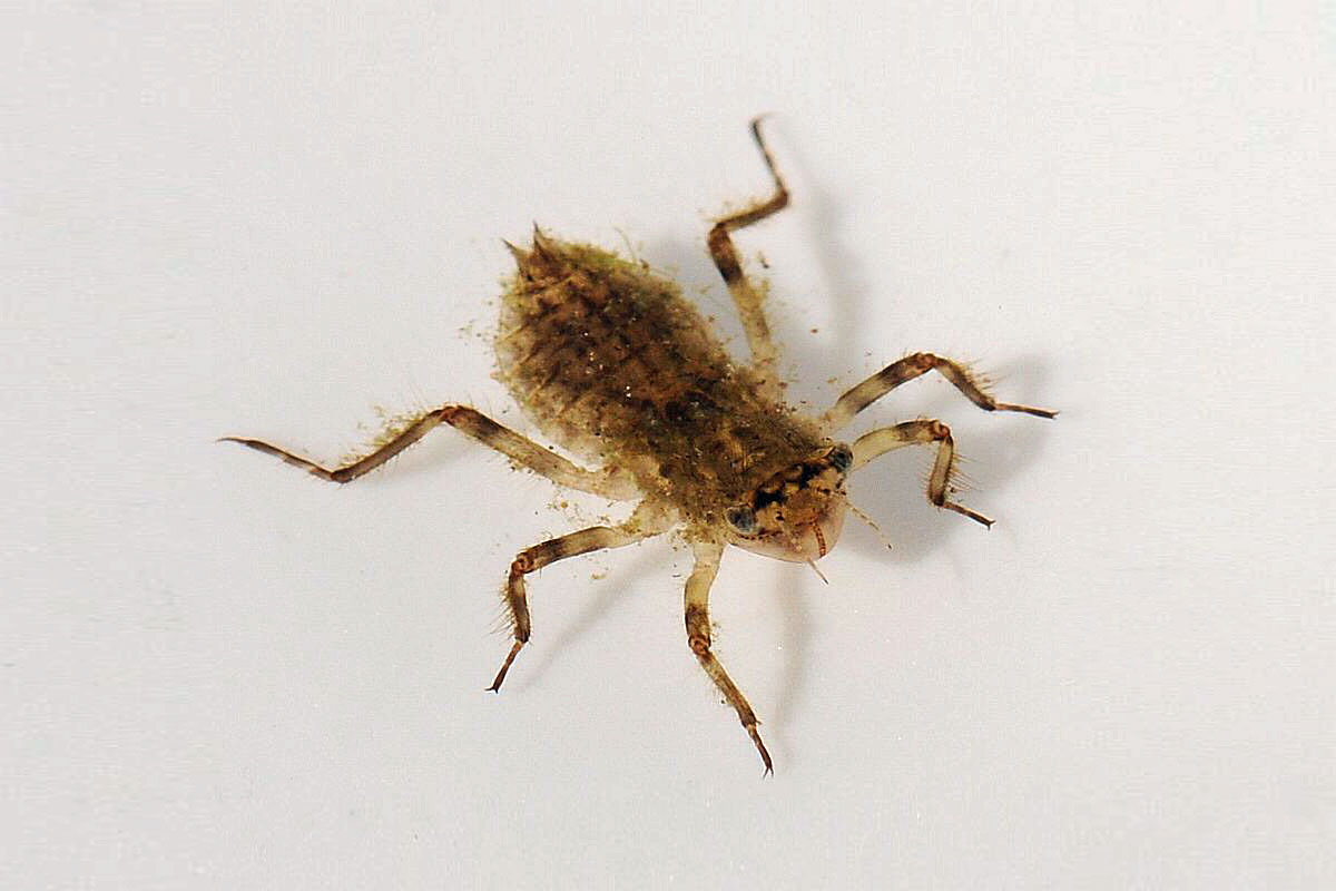 Larve einer Großlibelle (Anisoptera sp.), (c) Carolin Zimmermann/NABU-naturgucker.de