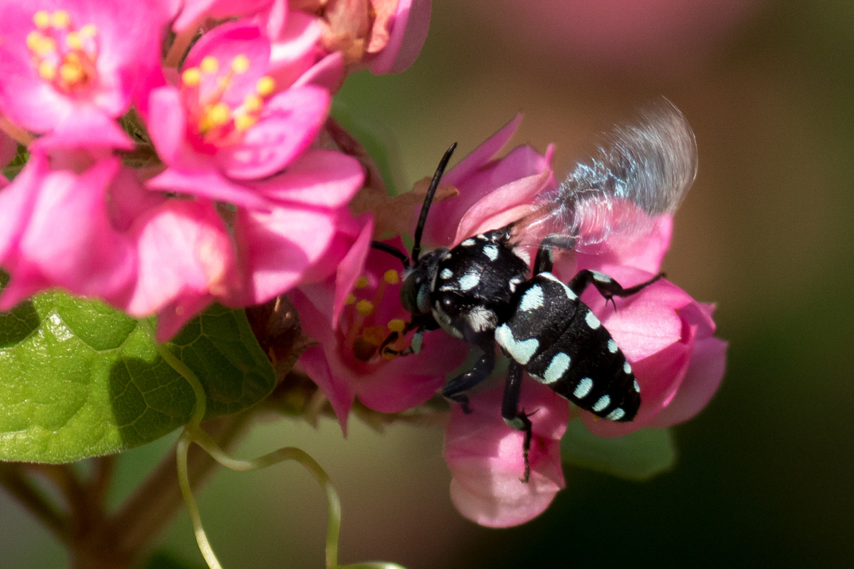 Fleckenbiene (unbestimmt) in Sri Lanka, (c) Alexander Schäfferling/NABU-naturgucker.de