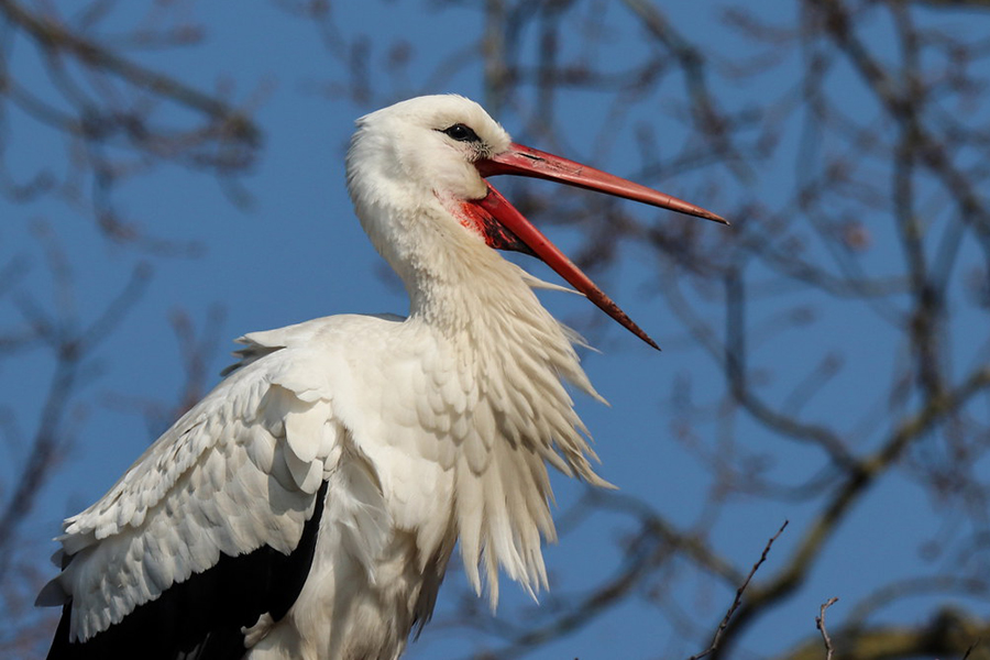 Weißstorch im Porträt, (c) Andreas Schäfferling/naturgucker.de