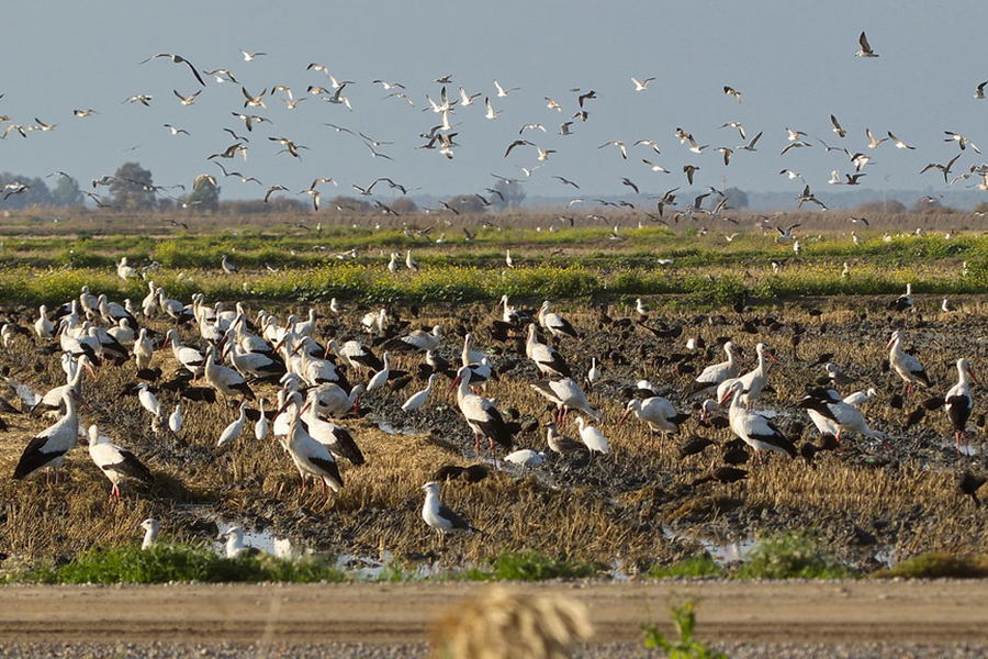 Weißstörche und andere Wintergäste in Andalusien im Dezember, (c) Hans-Werner Neumann/naturgucker.de