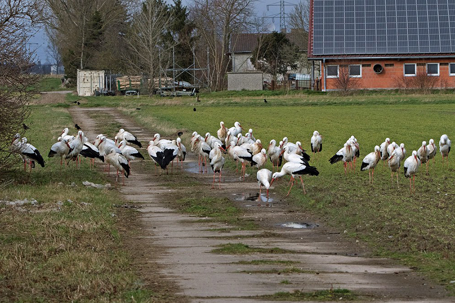 Weißstorchversammlung – insgesamt 91 Tiere wurden gezählt – nahe der Kompostierungsanlage im hessischen Biebesheim, (c) Roland Tichai/naturgucker.de