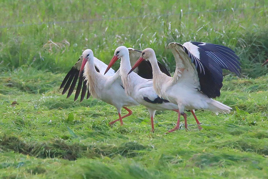 Weißstorchversammlung – insgesamt 41 Tiere wurden gezählt – auf einer frisch gemähten Wiese, (c) Ulrich Köller/naturgucker.de