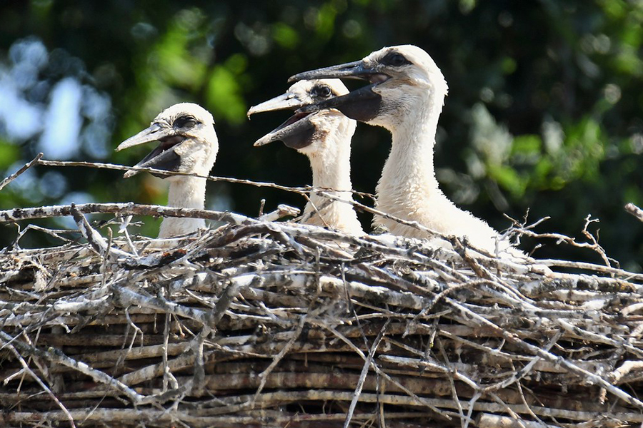 Erster Storchennachwuchs nach 53 Jahren im Dorf, (c) Rolf Jantz/naturgucker.de