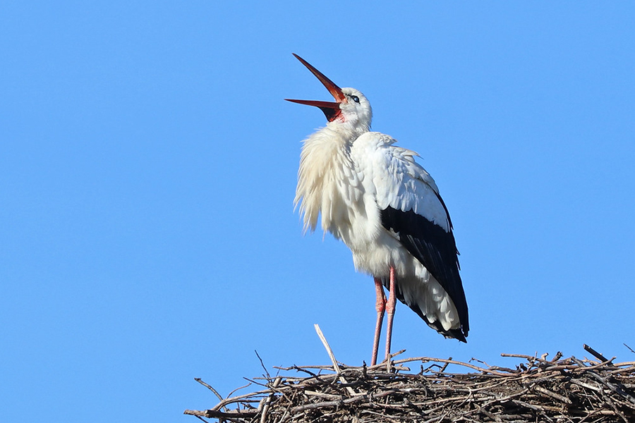 Weißstorch auf dem Nest, (c) Jens Winter/naturgucker.de