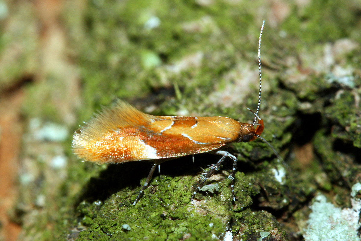Faulholzmotte Epicallima formosella, Erstnachweis für das Alpenvorland in Weilheim, Rote Liste Bayern: Vorwarnliste, (c) Oskar Jungklaus/NABU-naturgucker.de