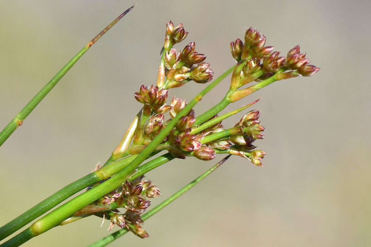 Glieder-Binse (Juncus articulatus), (c) Rolf Jantz/NABU-naturgucker.de