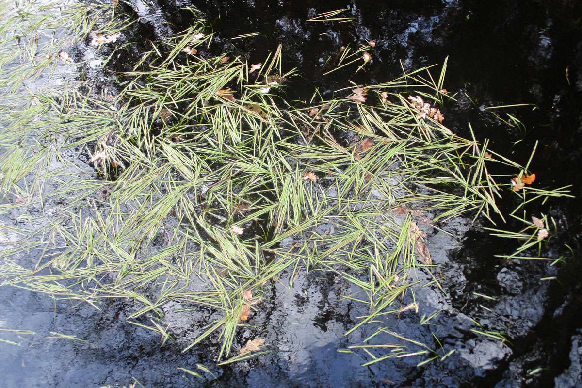 Flutender Schwaden (Glyceria fluitans), (c) Konrad Packroß/NABU-naturgucker.de