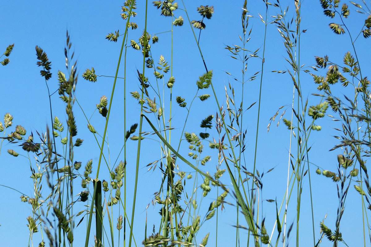 Wiesen-Knäuelgras (Artengruppe) (Dactylis glomerata agg.) und Gewöhnlicher Glatthafer (Arrhenatherum elatius), (c) Barbara Rüdenauer/NABU-naturgucker.de