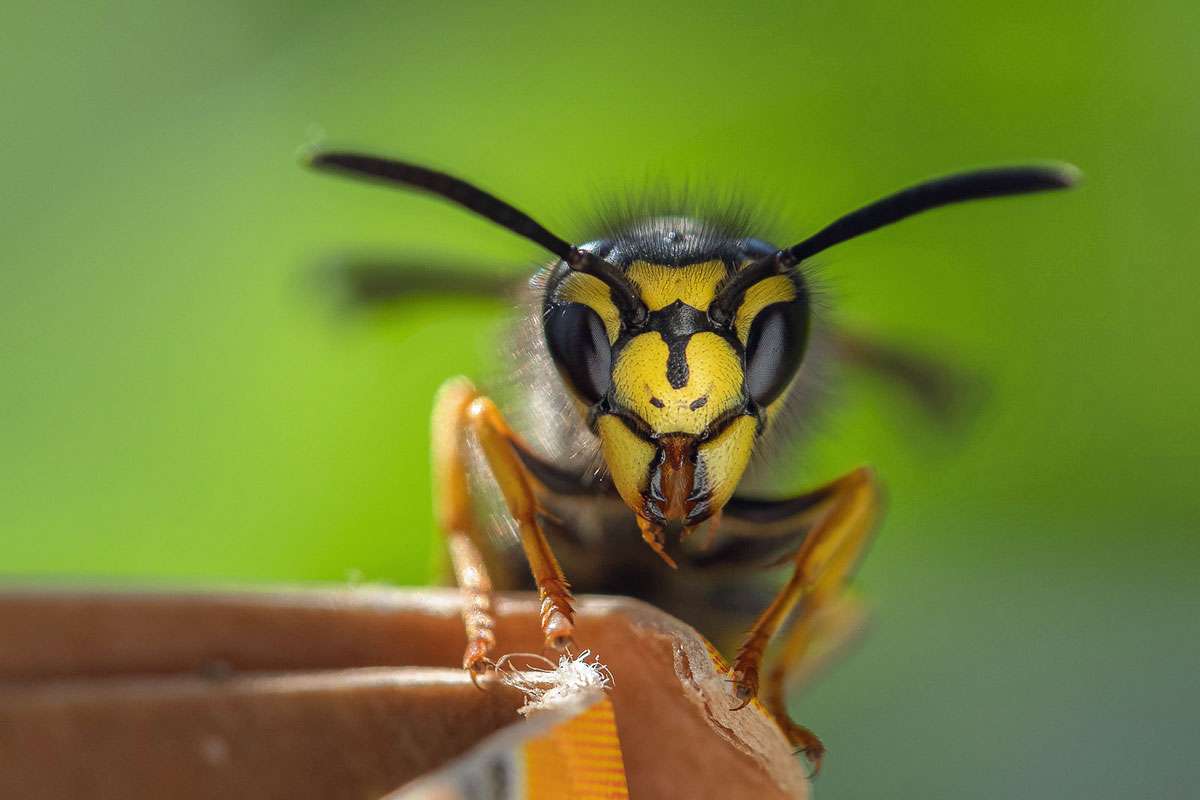 Deutsche Wespe (Vespula germanica), (c) Kerstin Berger/NABU-naturgucker.de