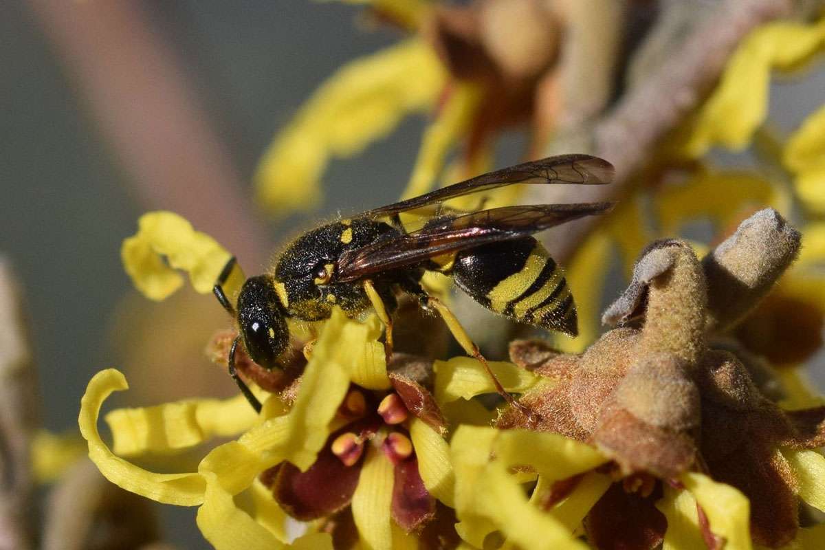 Frühe Lehmwespe (Ancistrocerus nigricornis), (c) Jann Wübbenhorst/NABU-naturgucker.de