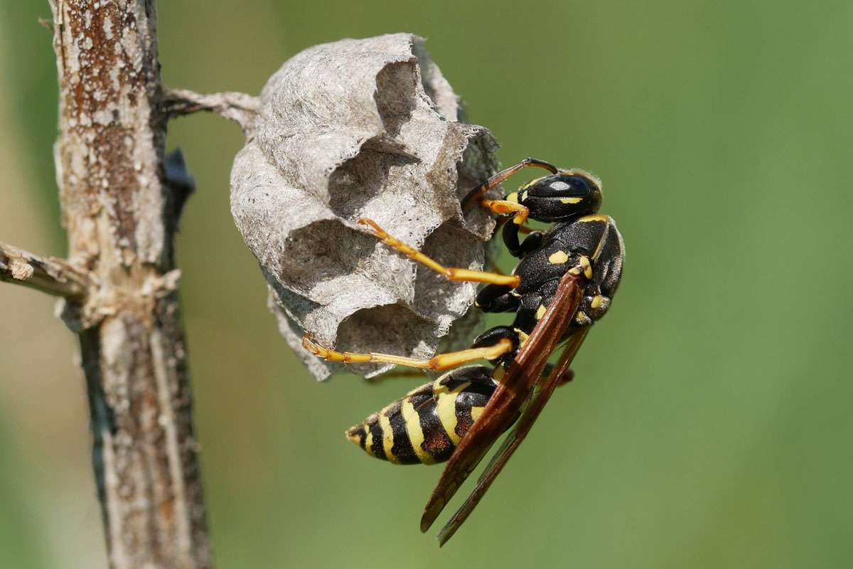 Königin der Weißlichen Feldwespe (Polistes albellus), (c) Claudine Strack/NABU-naturgucker.de