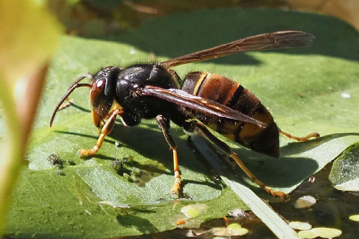 Asiatische Hornisse (Vespa velutina), (c) Mareike Possienke/NABU-naturgucker.de